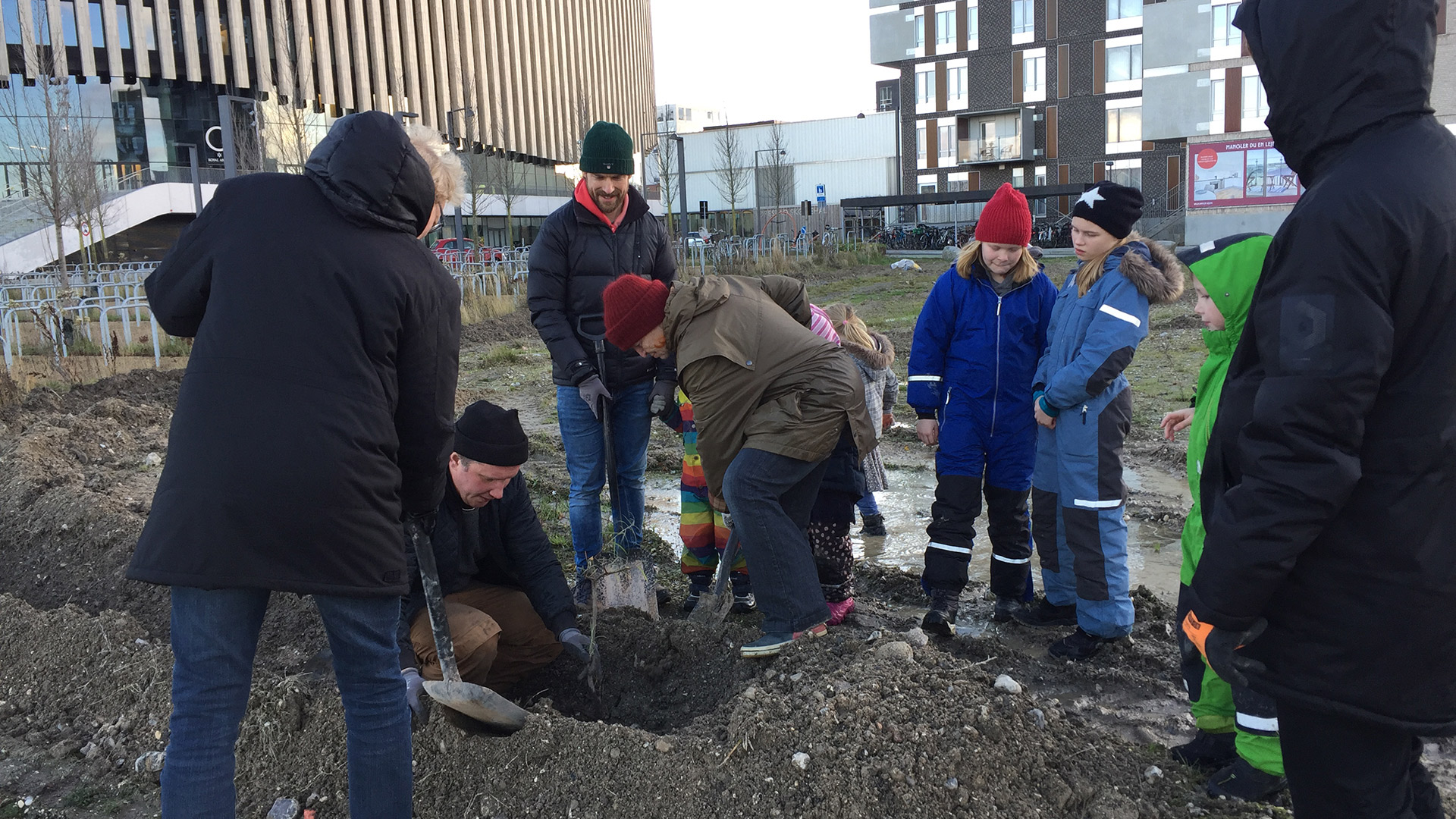 Fra plantedagen i november 2019, hvor planter blev gravet op og genplantet ved det nye, midlertidige byrum ved Hannemanns Allé.