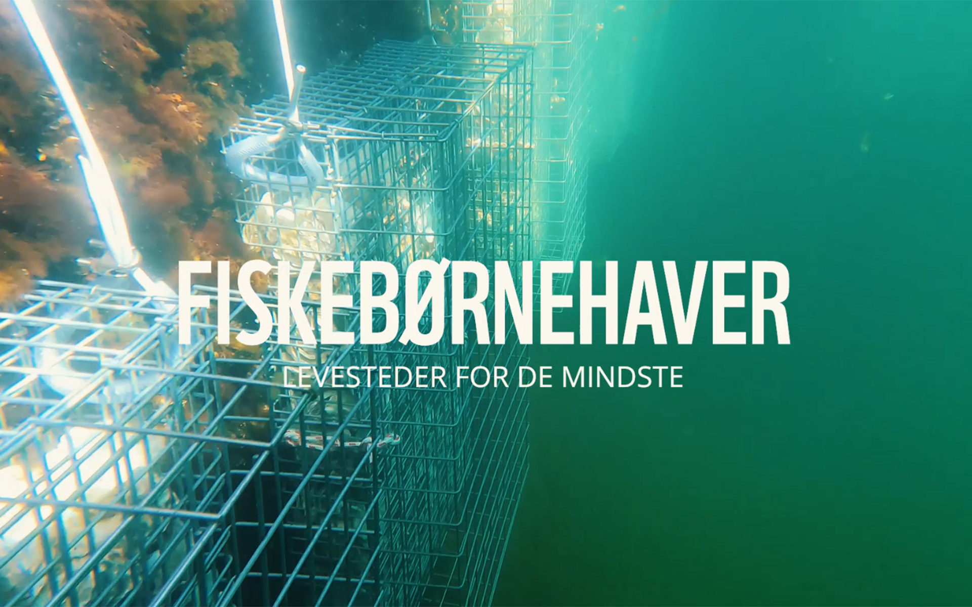 Fiskebornehavefilm